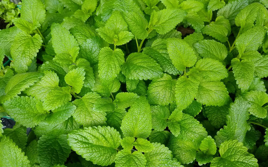 Lemon balm benefits