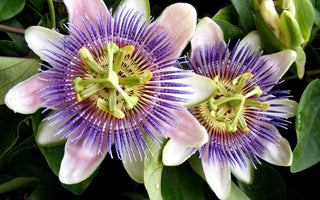 passionflower