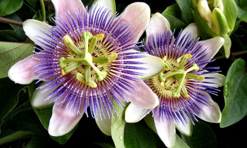 passionflower